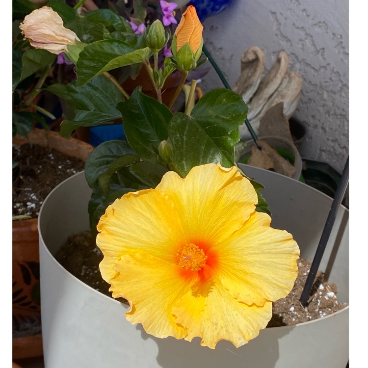 plant image 1655787 plant image 1655787