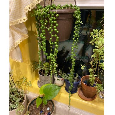 Senecio rowleyanus