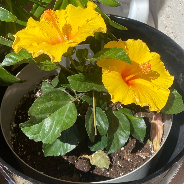 plant image 1657779 plant image 1657779