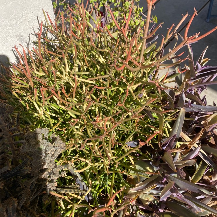 plant image 1676404 plant image 1676404