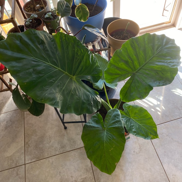 Plant image Alocasia gigantea