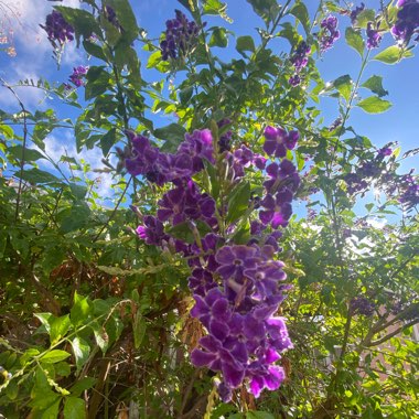 Alysha's garden