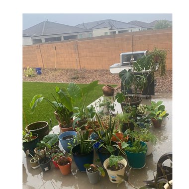 Alysha's garden