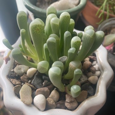 Baby Toes