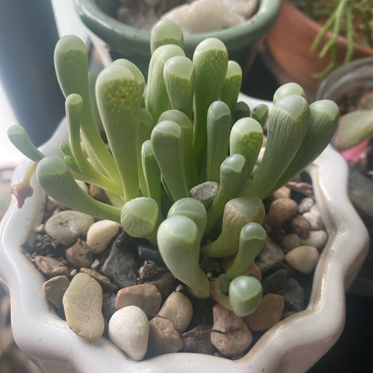 plant image 1694046