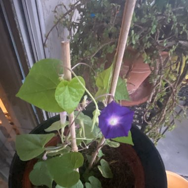 Morning Glory