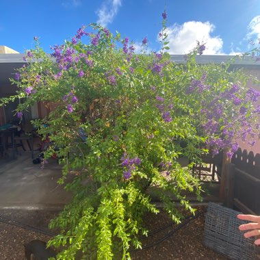 Alysha's garden