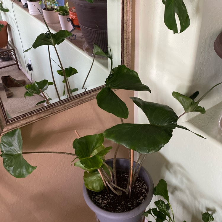 Plant image Alocasia 'Stingray'