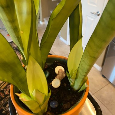 Sansevieria trifasciata 'Moonshine'