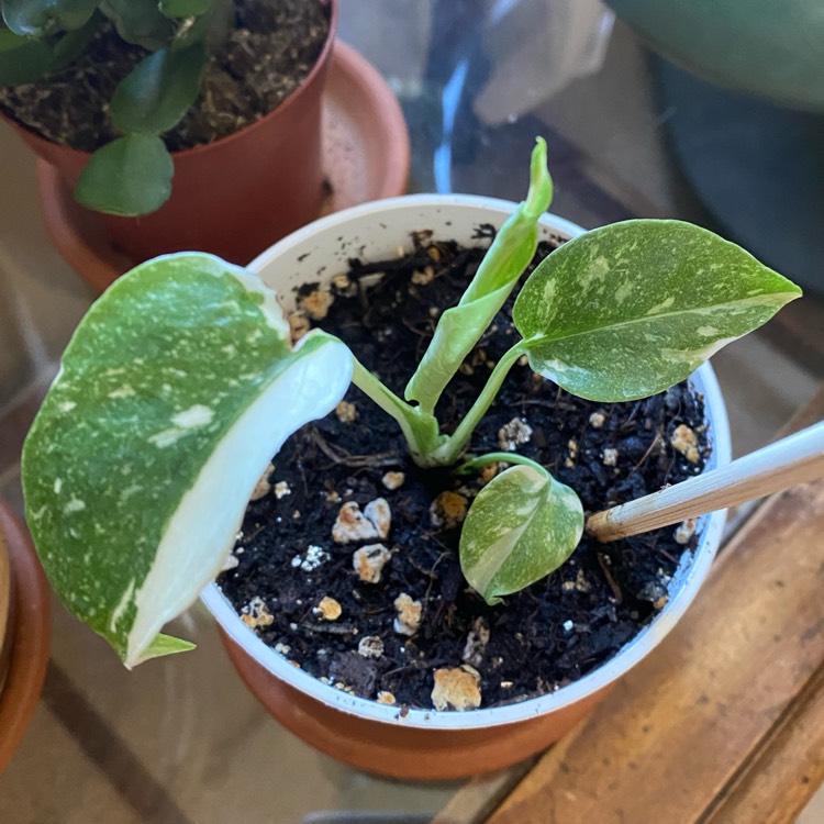 plant image 1705283 plant image 1705283