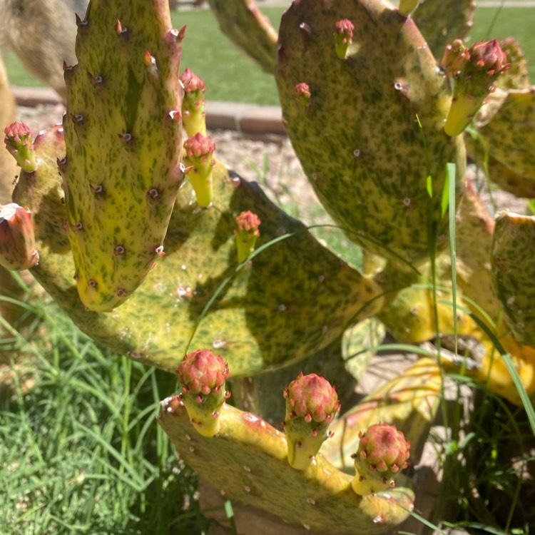 plant image 1705775 plant image 1705775