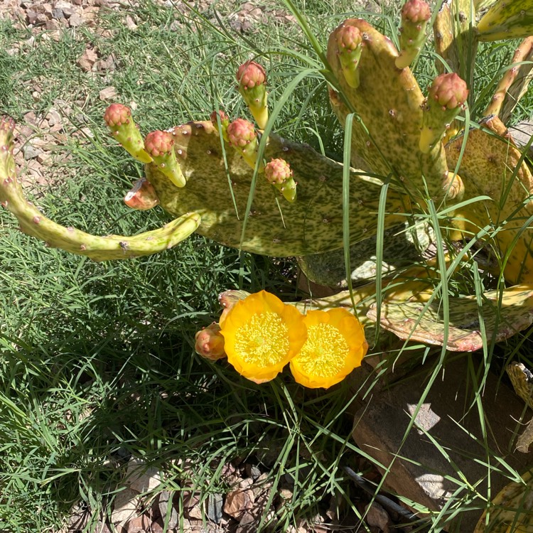 plant image 1707351 plant image 1707351
