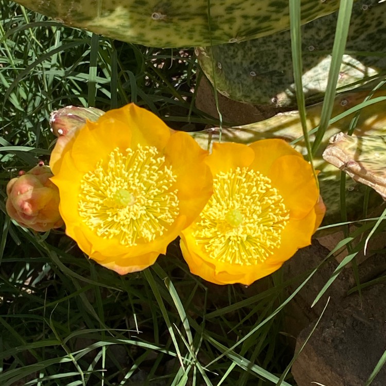 plant image 1707352 plant image 1707352