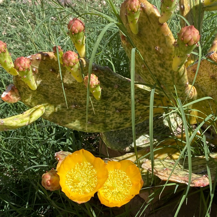 plant image 1707353 plant image 1707353