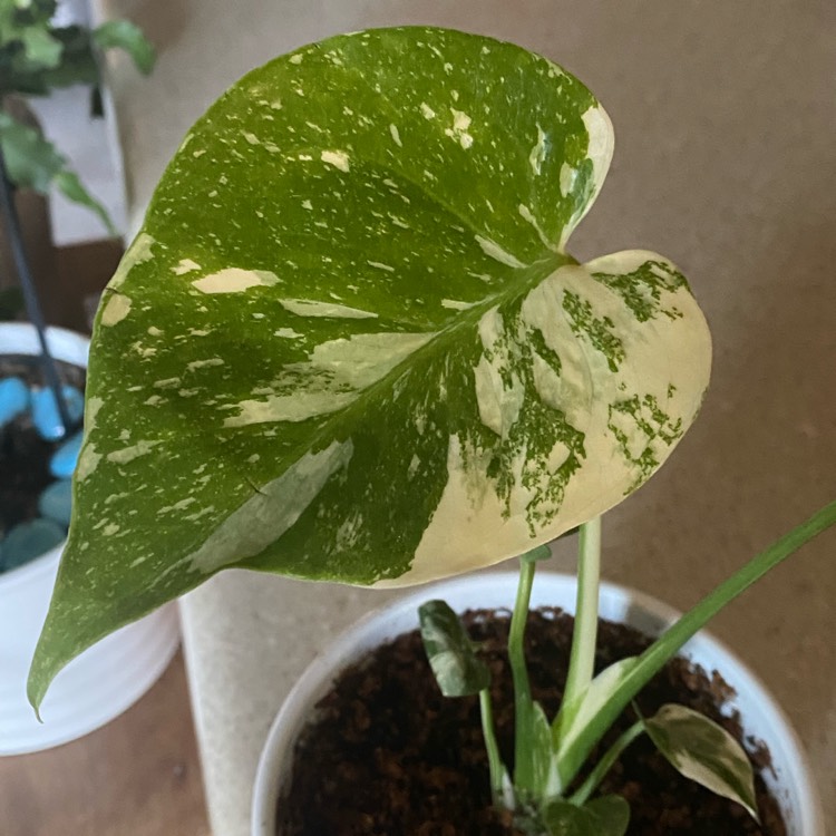 Plant image Monstera deliciosa 'Thai Constellation'