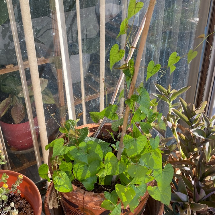 plant image 1725978 plant image 1725978