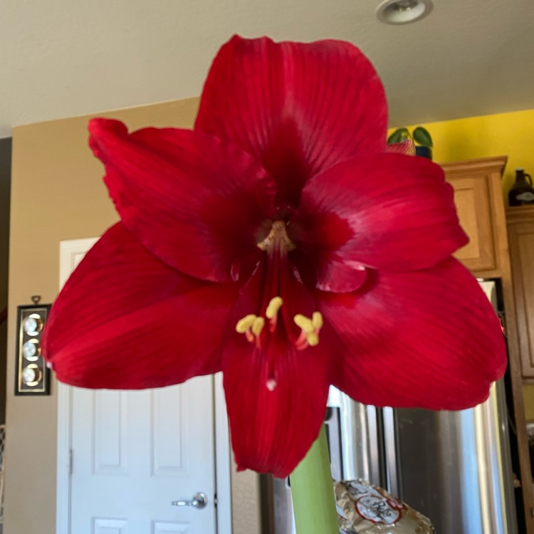 Plant image Hippeastrum 'Ferrari'