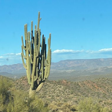 Carnegiea Gigantea