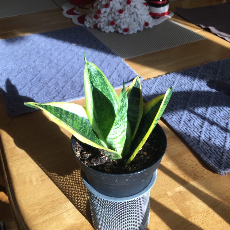 plant image 592796