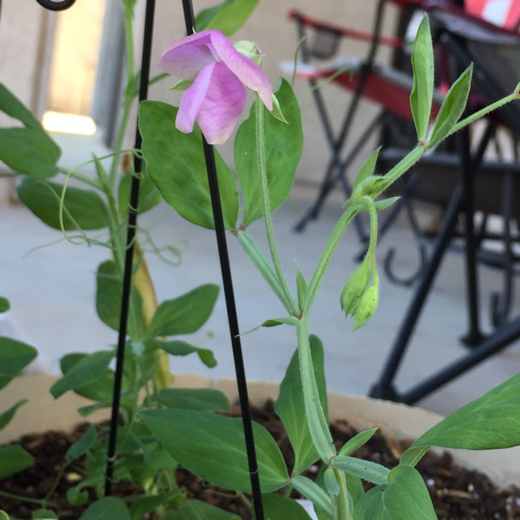 plant image 611559 plant image 611559