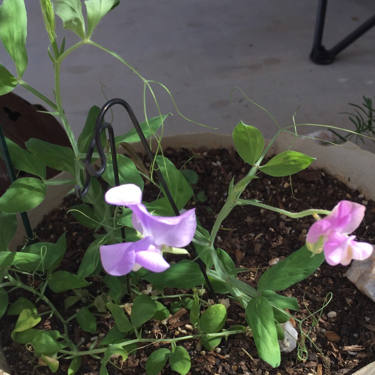 plant image 613824 plant image 613824