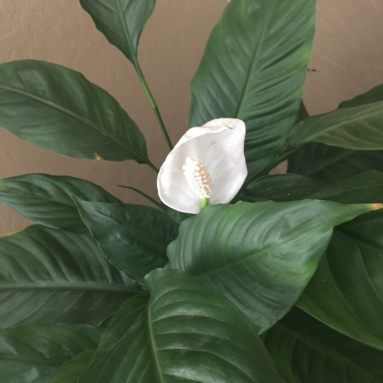 plant image 616576 plant image 616576