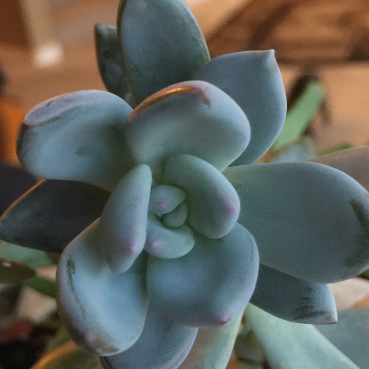 plant image 635676