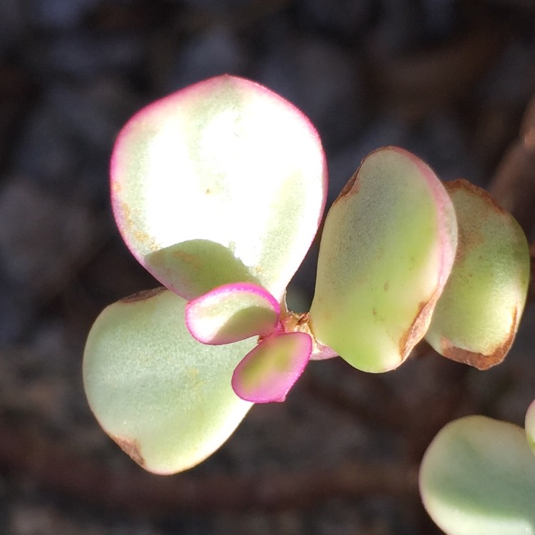 plant image 639988