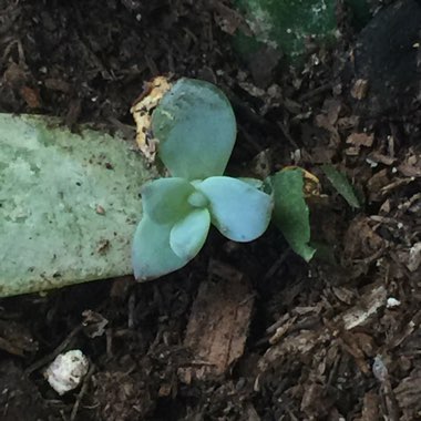 x Pachyveria Powder Puff