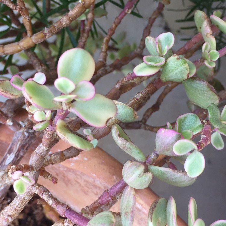 plant image 654255