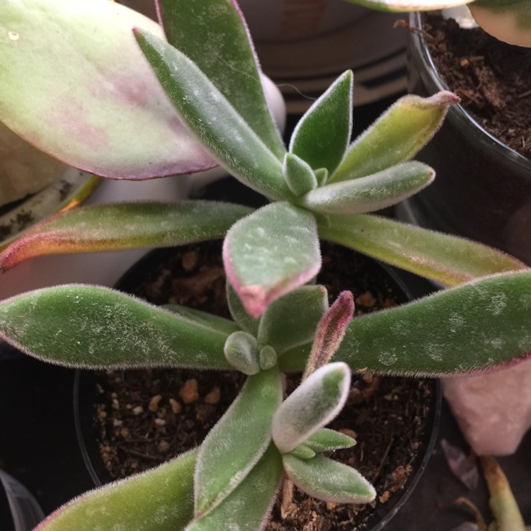plant image 654307