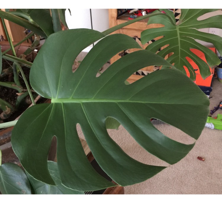 plant image 655914 plant image 655914