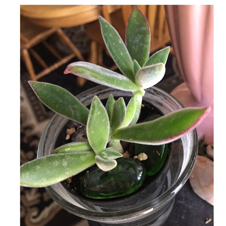 plant image 657133