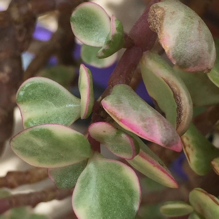 plant image 674823