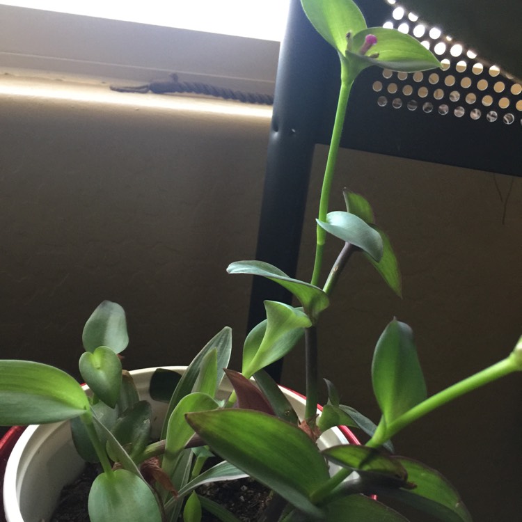 plant image 684924 plant image 684924