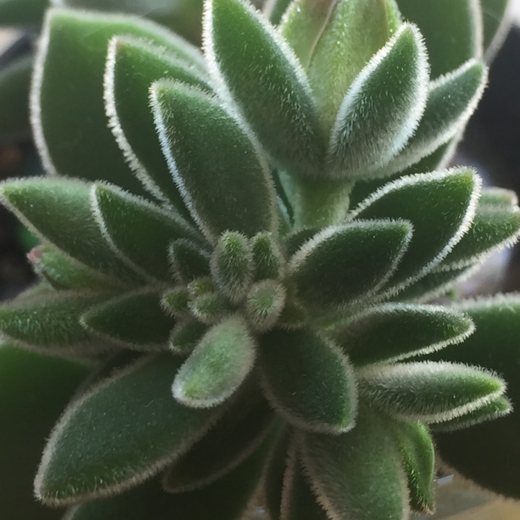 plant image 805168
