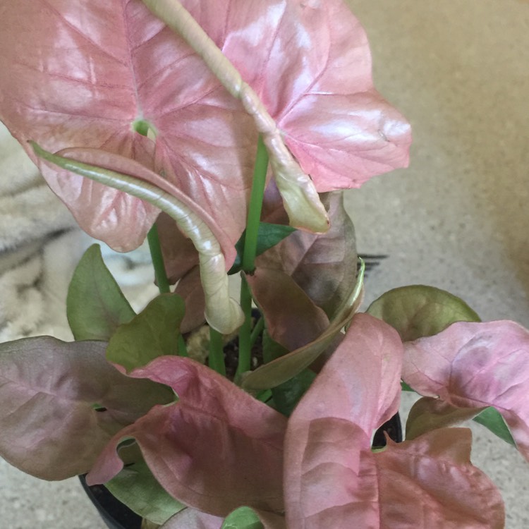 plant image 834532 plant image 834532