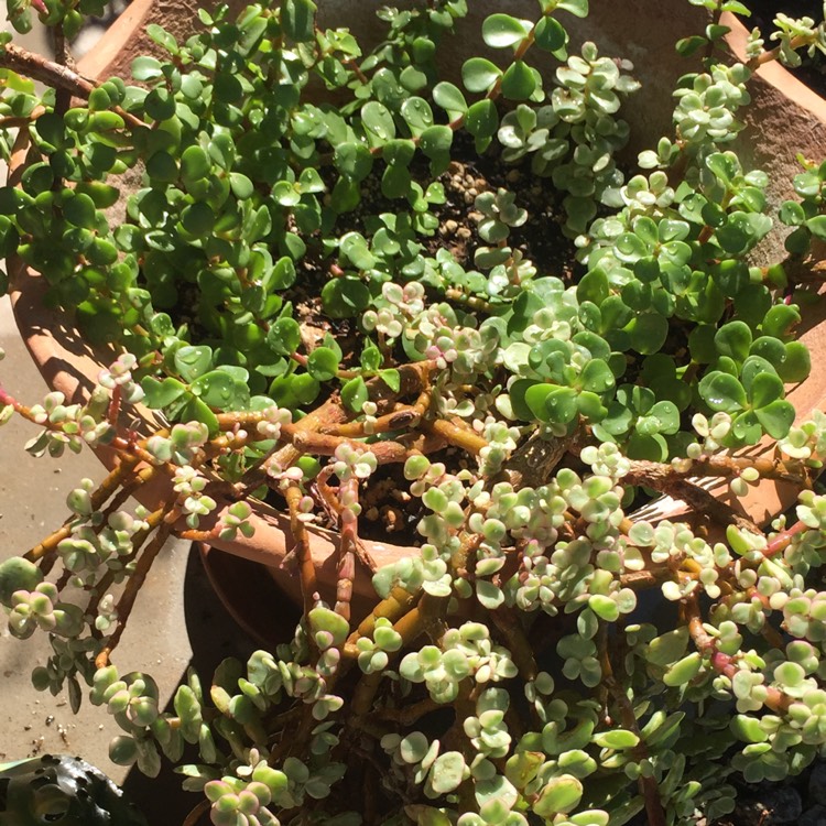 plant image 880605