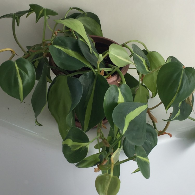 plant image 899947