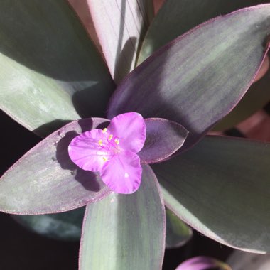 Tradescantia pallida 'Purpurea' syn. Tradescantia pallida 'Purple Heart'