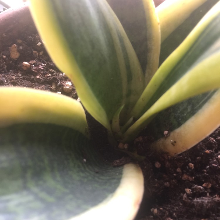 plant image 910357