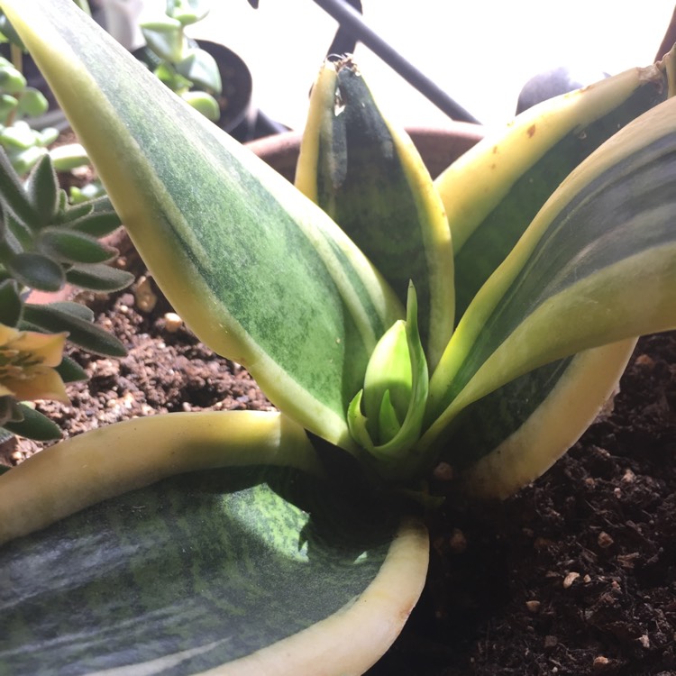 plant image 918714