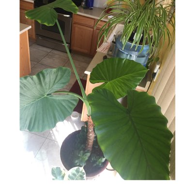 Alocasia