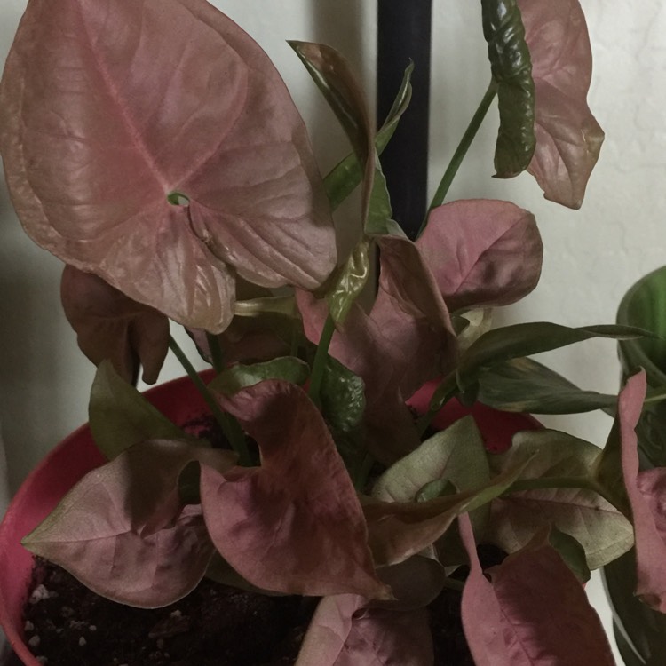 Plant image Syngonium 'Strawberry'