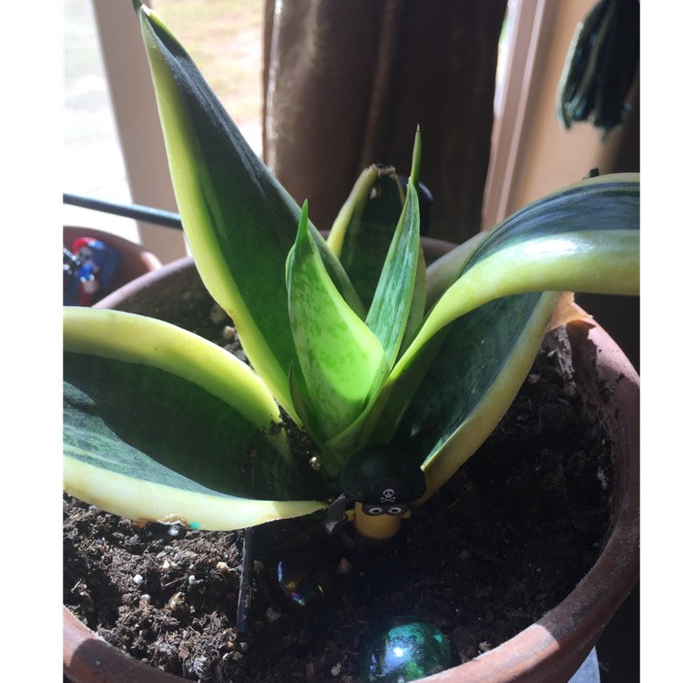 plant image 928165