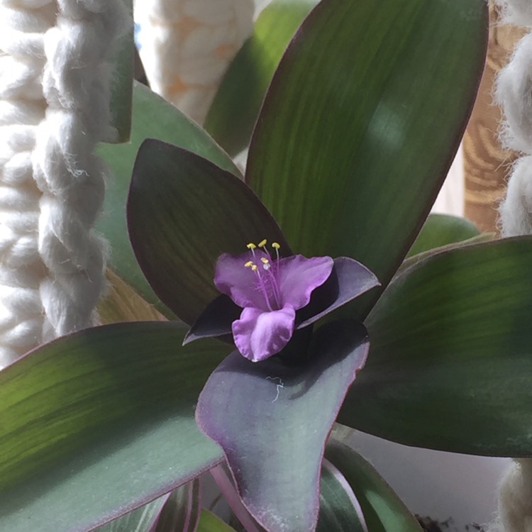 Plant image Tradescantia pallida 'Purpurea' syn. Tradescantia pallida 'Purple Heart'
