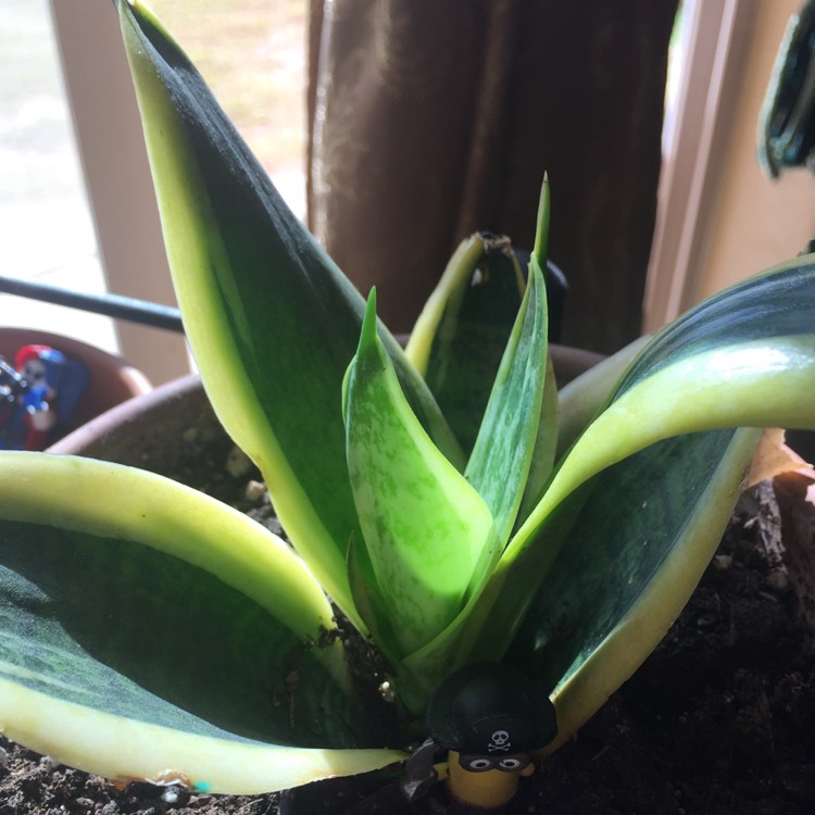 plant image 936633