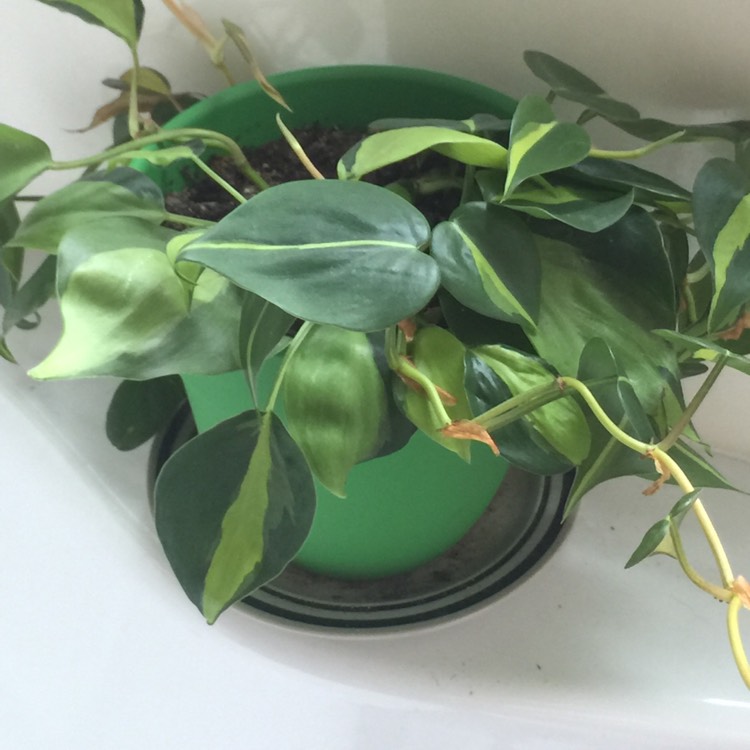 plant image 945164