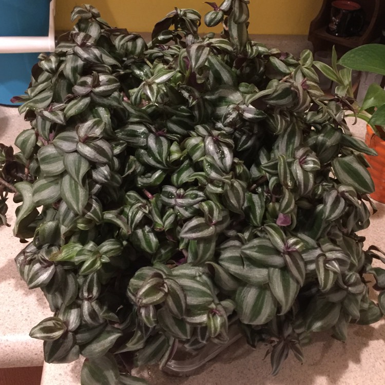 Plant image Tradescantia  'Houseplants'