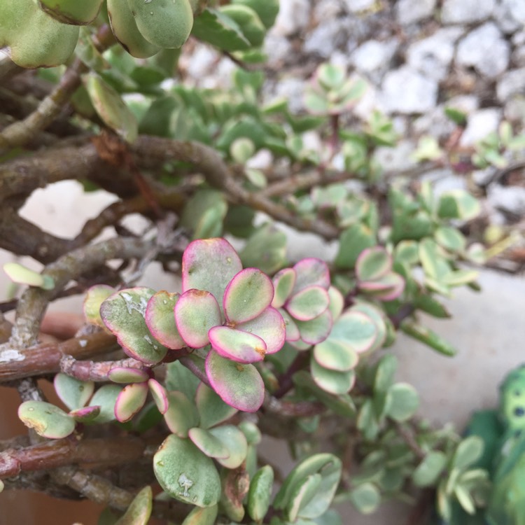 Plant image Portulacaria Afra 'Tricolour'.